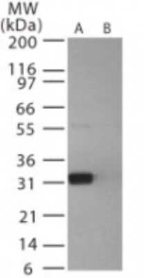 Western Blot: PrPC Antibody [NB100-56604]