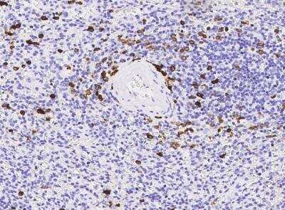Immunohistochemistry-Paraffin: Proapoptotic Caspase Adaptor Protein Antibody (022) [NBP2-90320]