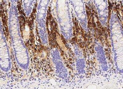 Immunohistochemistry-Paraffin: Proapoptotic Caspase Adaptor Protein Antibody (022) [NBP2-90320]