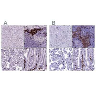 Immunohistochemistry-Paraffin: Proapoptotic Caspase Adaptor Protein Antibody [NBP2-55874]