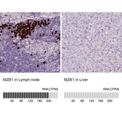 Immunohistochemistry-Paraffin: Proapoptotic Caspase Adaptor Protein Antibody [NBP2-55874]