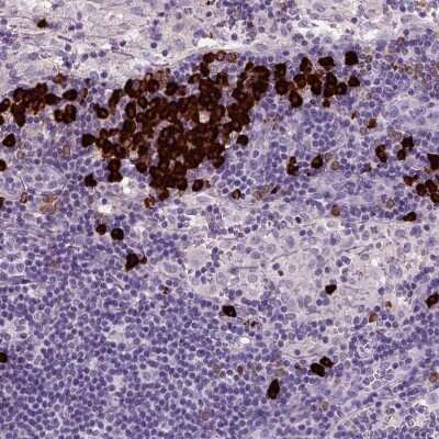 Immunohistochemistry-Paraffin: Proapoptotic Caspase Adaptor Protein Antibody [NBP2-55874]