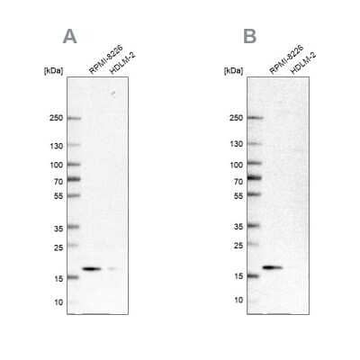 Western Blot: Proapoptotic Caspase Adaptor Protein Antibody [NBP1-92287]