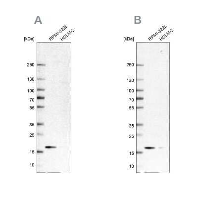 Western Blot: Proapoptotic Caspase Adaptor Protein Antibody [NBP2-55874]