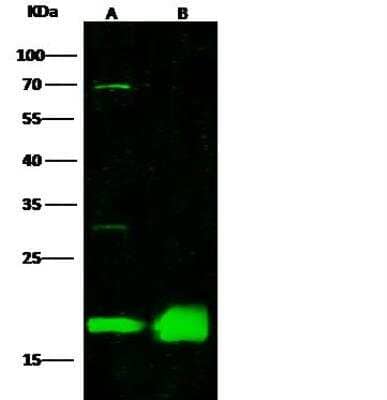 Western Blot: Proapoptotic Caspase Adaptor Protein Antibody [NBP2-97099]