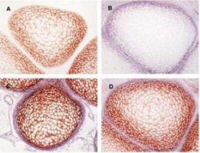 Immunohistochemistry-Paraffin: Collagen II Antibody (2) - BSA Free [NBP1-05169]