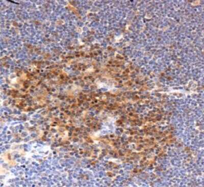 Immunohistochemistry: Profilin 1 Antibody - BSA Free [NBP1-19344]