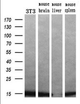 Western Blot: Profilin 1 Antibody (OTI1D5)Azide and BSA Free [NBP2-73605]