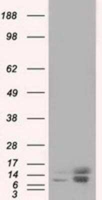 Western Blot: Profilin 1 Antibody (OTI1D5)Azide and BSA Free [NBP2-73605]