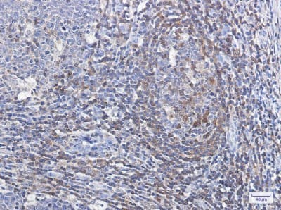 Immunohistochemistry-Paraffin: Profilin 1 Antibody (S06-6H7) [NBP3-19483]