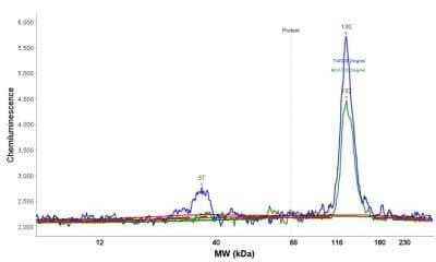 Simple Western: Progesterone R/NR3C3 Antibody (PR484)Azide and BSA Free [NBP2-33325]