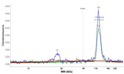 Simple Western: Progesterone R/NR3C3 Antibody (PR484) [NBP2-33324]