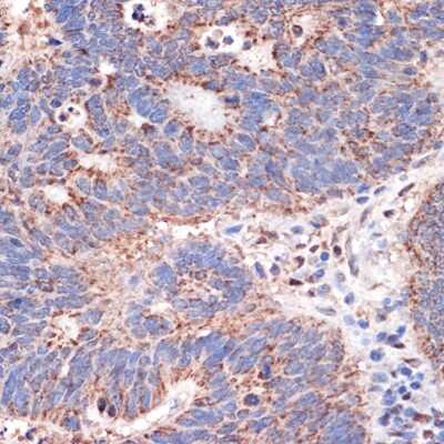 Immunohistochemistry-Paraffin: Prohibitin 2 Antibody (8I10B1) [NBP3-16766]