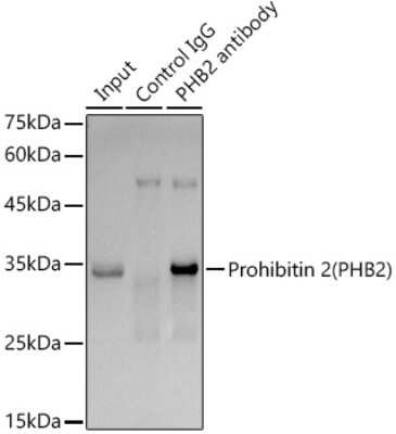 Immunoprecipitation: Prohibitin 2 Antibody (8I10B1) [NBP3-16766]