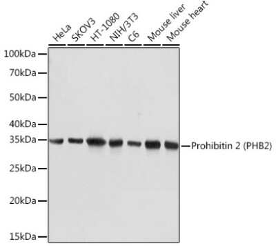 Western Blot: Prohibitin 2 Antibody (8I10B1) [NBP3-16766]