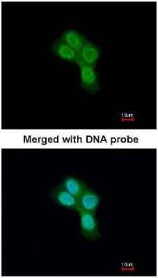 Immunocytochemistry/ Immunofluorescence: Prohibitin 2 Antibody [NBP1-33463]