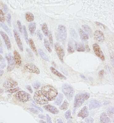 Immunohistochemistry-Paraffin: Prohibitin 2 Antibody [NB100-1807]