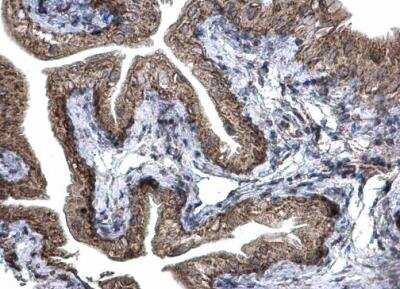 Immunohistochemistry-Paraffin: Prohibitin 2 Antibody [NBP1-33463]