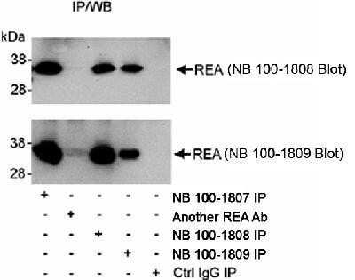 Immunoprecipitation: Prohibitin 2 Antibody [NB100-1807]