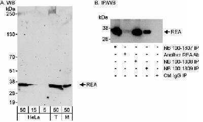 Western Blot: Prohibitin 2 Antibody [NB100-1809]