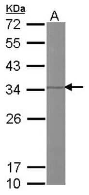 Western Blot: Prohibitin 2 Antibody [NBP1-33463]