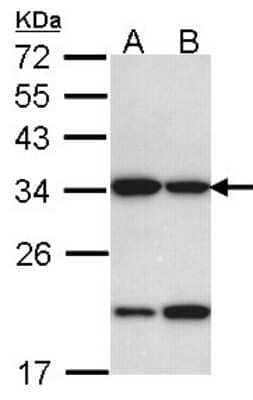 Western Blot: Prohibitin 2 Antibody [NBP1-33463]