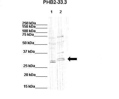 Western Blot: Prohibitin 2 Antibody [NBP1-98312]