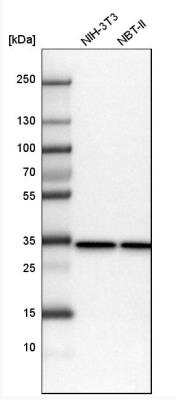 Western Blot: Prohibitin 2 Antibody [NBP2-13754]