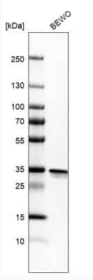 Western Blot: Prohibitin 2 Antibody [NBP2-13754]