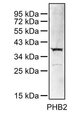 Western Blot: Prohibitin 2 AntibodyBSA Free [NBP2-50549]