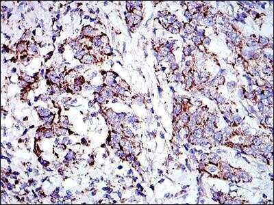 Immunohistochemistry-Paraffin: Prohibitin Antibody (5H7) - BSA Free [NBP2-37563]