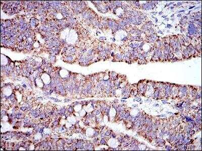 Immunohistochemistry-Paraffin: Prohibitin Antibody (5H7) - BSA Free [NBP2-37563]