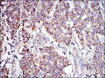 Immunohistochemistry-Paraffin: Prohibitin Antibody (5H7) - BSA Free [NBP2-37563]