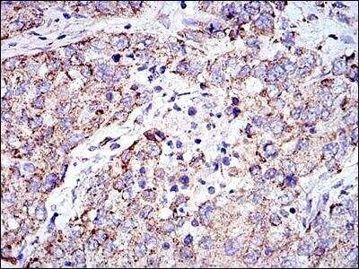 Immunohistochemistry-Paraffin: Prohibitin Antibody (5H7) - BSA Free [NBP2-37563]