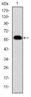 Western Blot: Prohibitin Antibody (5H7)BSA Free [NBP2-37563]