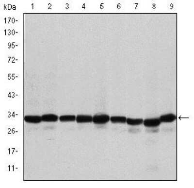 Western Blot: Prohibitin Antibody (5H7)BSA Free [NBP2-37563]