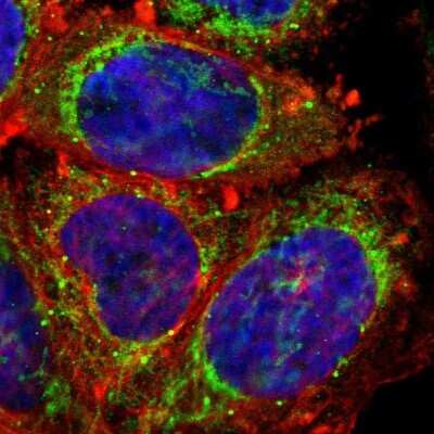 Immunocytochemistry/ Immunofluorescence: Prohibitin Antibody [NBP1-87283]