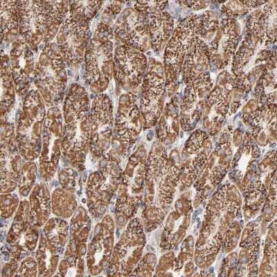 Immunohistochemistry-Paraffin: Prohibitin Antibody [NBP1-87283]