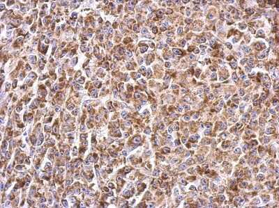 Immunohistochemistry-Paraffin: Prohibitin Antibody [NBP2-19944]