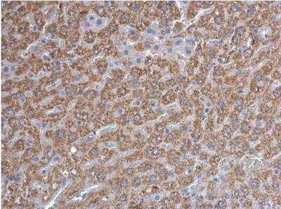Immunohistochemistry-Paraffin: Prohibitin Antibody [NBP2-19944]