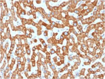 Immunohistochemistry-Paraffin: Prohibitin Antibody (PHB/1881) - Azide and BSA Free [NBP3-08686]