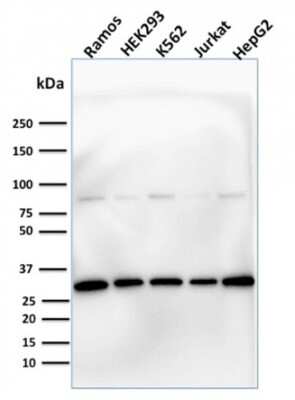 Western Blot: Prohibitin Antibody (PHB/1881)Azide and BSA Free [NBP3-08686]