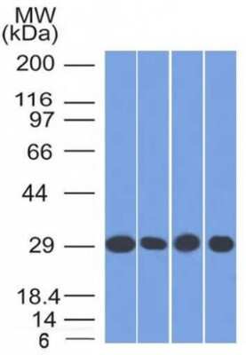 Western Blot: Prohibitin Antibody (PHB/1882)Azide and BSA Free [NBP3-08723]