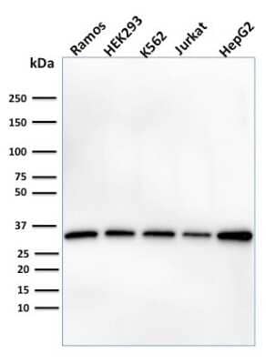 Western Blot: Prohibitin Antibody (PHB/1882)Azide and BSA Free [NBP3-08723]