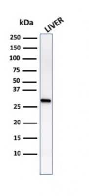 Western Blot: Prohibitin Antibody (PHB/1882)Azide and BSA Free [NBP3-08723]