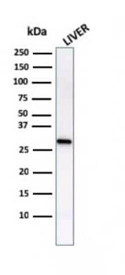 Western Blot: Prohibitin Antibody (PHB/1882) [NBP3-07833]