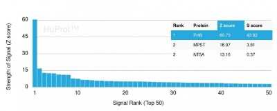 Protein Array: Prohibitin Antibody (PHB/3193) [NBP3-07834]