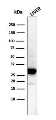 Western Blot: Prohibitin Antibody (PHB/3194)Azide and BSA Free [NBP3-08752]