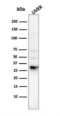 Western Blot: Prohibitin Antibody (PHB/3225)Azide and BSA Free [NBP2-79883]