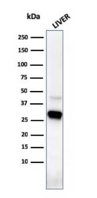 Western Blot: Prohibitin Antibody (PHB/3226) [NBP3-07843]